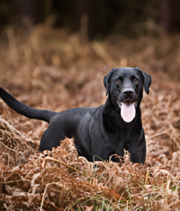 Vibrate Only Trainers