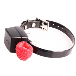 PAC Miniature/Small Dog Collar | EXC6 - Without Charger
