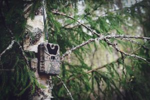 Trail Cameras