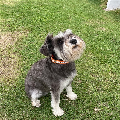 Reflective Dog Collar | 4 Colours - Image 4