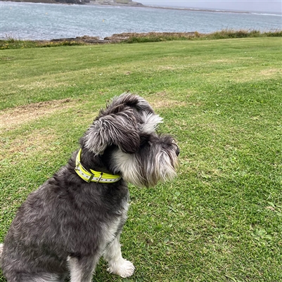Reflective Dog Collar | 4 Colours - Image 6