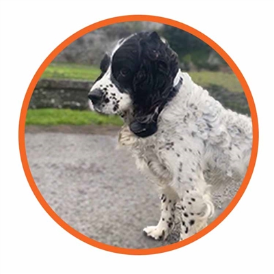 PAC Medium/Large Dog Training System | 3km Range | EXT2+ - Image 2