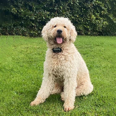 PAC Extra Large Dog Training System | 1km Range | nDXT+ - Image 3