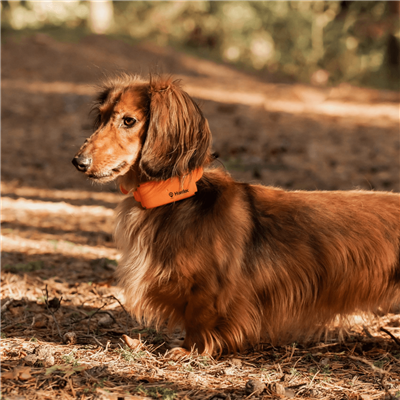 Dog Tracking Collar Small | GSM-GPS Tracker | PAC DOG Hunting - Image 3