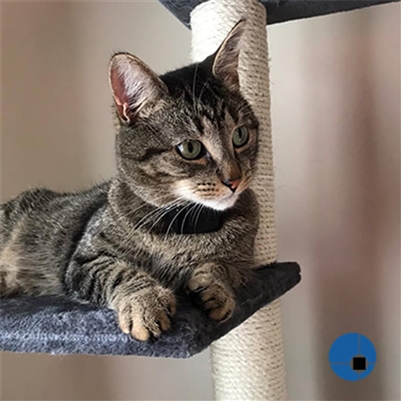 PAC Fence Miniature/Small | Dog & Cat | 200m Wire Roll - Image 4