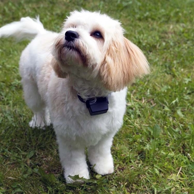 PAC Miniature/Small Dog Training System | 1km Range | nDXT+ - Image 2