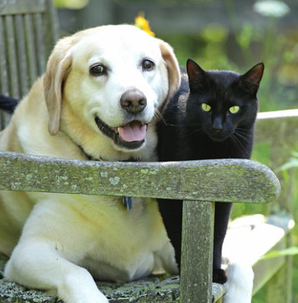 White Labrador and black cat sitting together side by side on a wooden bench, looking relaxed and calm.