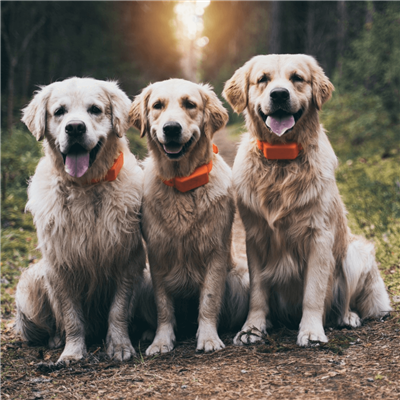 Dog Tracking Collar Medium/Large | GSM-GPS Tracker | PAC DOG Hunting - Image 4