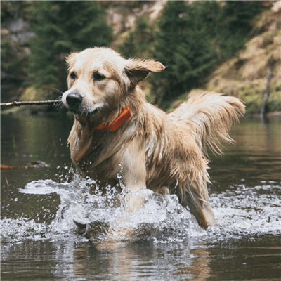 Dog Tracking Collar Medium/Large | GSM-GPS Tracker | PAC DOG Hunting - Image 6